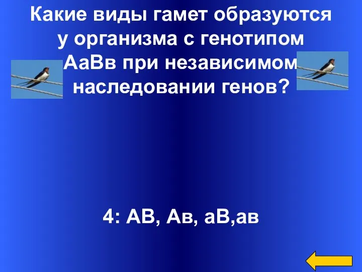 Какие виды гамет образуются у организма с генотипом АаВв при независимом наследовании