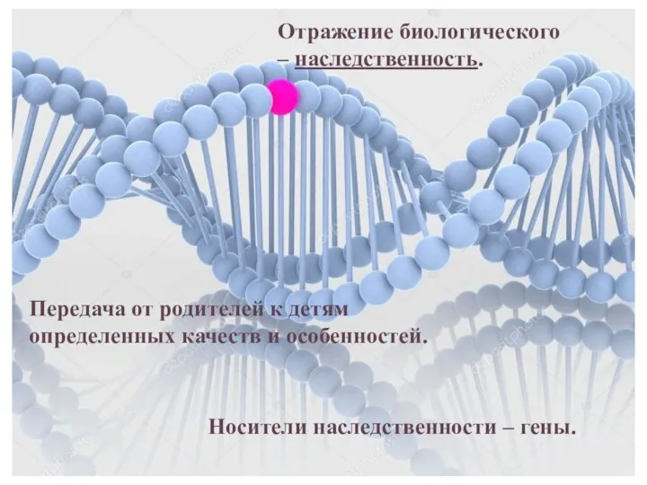 Отражение биологического – наследственность. Передача от родителей к детям определенных качеств и