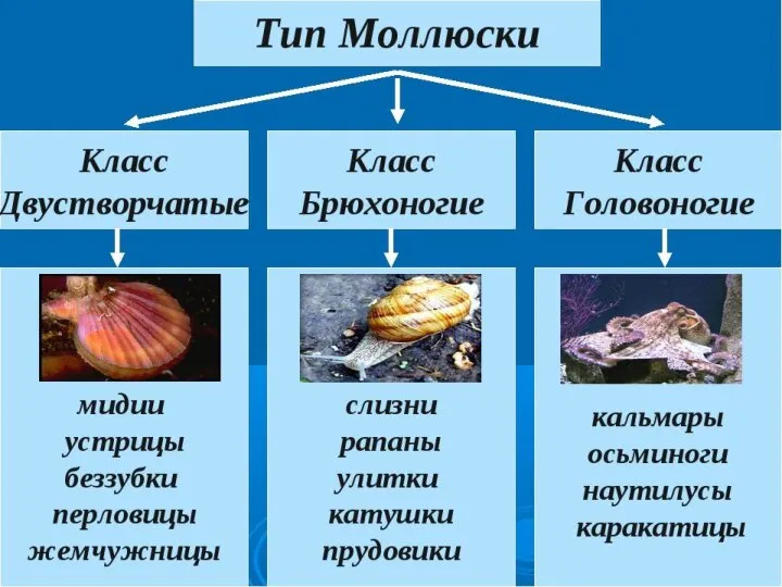 Классификация Тип Моллюски разделен на классы, среди которых наиболее известны: Двустворчатые Брюхоногие Головоногие