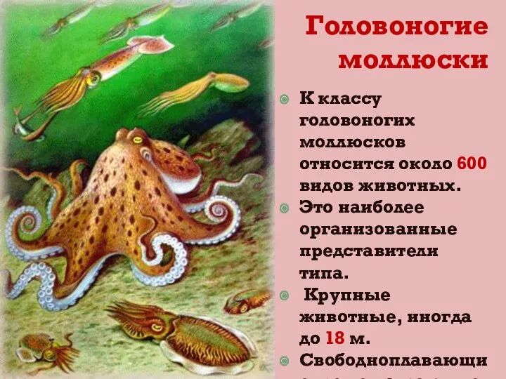 Головоногие моллюски К классу головоногих моллюсков относится около 600 видов животных. Это