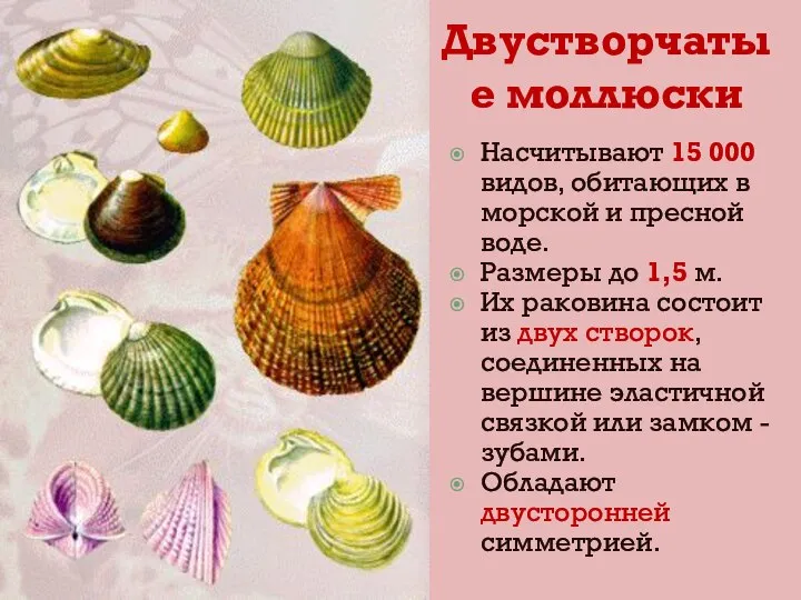 Двустворчатые моллюски Насчитывают 15 000 видов, обитающих в морской и пресной воде.
