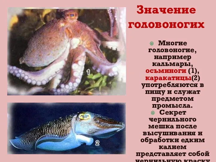 Значение головоногих Многие головоногие, например кальмары, осьминоги (1), каракатицы(2) употребляются в пищу