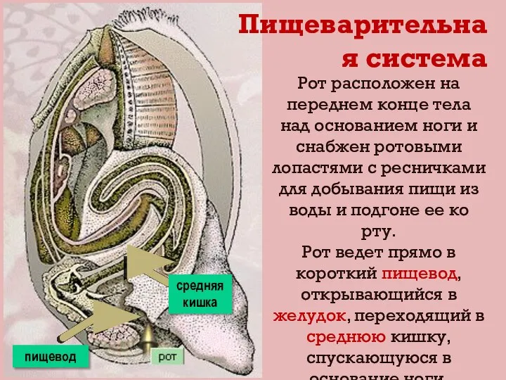 Рот расположен на переднем конце тела над основанием ноги и снабжен ротовыми