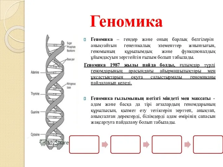 Геномика Геномика – гендер және оның барлық белгілерін анықтайтын генетикалық элементтер жиынтығын,
