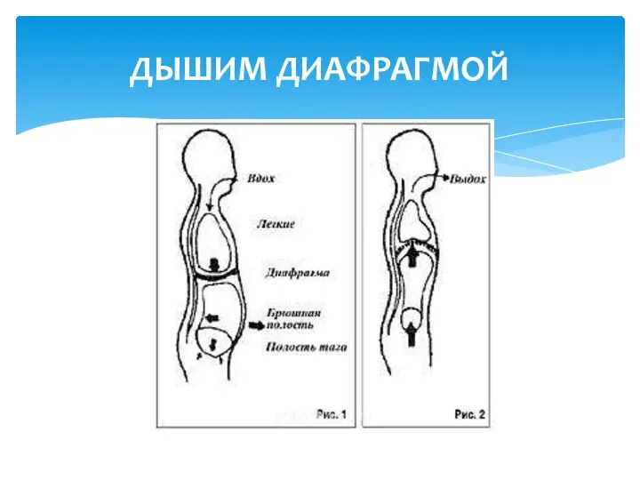 ДЫШИМ ДИАФРАГМОЙ