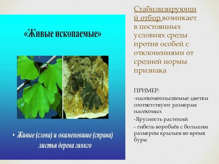 Стабилизирующий отбор возникает в постоянных условиях среды против особей с отклонениями от