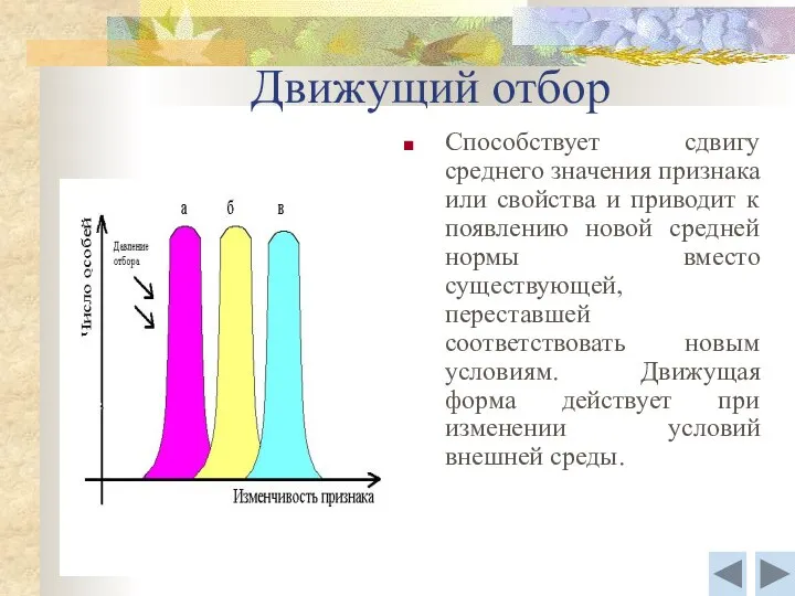 Движущий отбор Способствует сдвигу среднего значения признака или свойства и приводит к