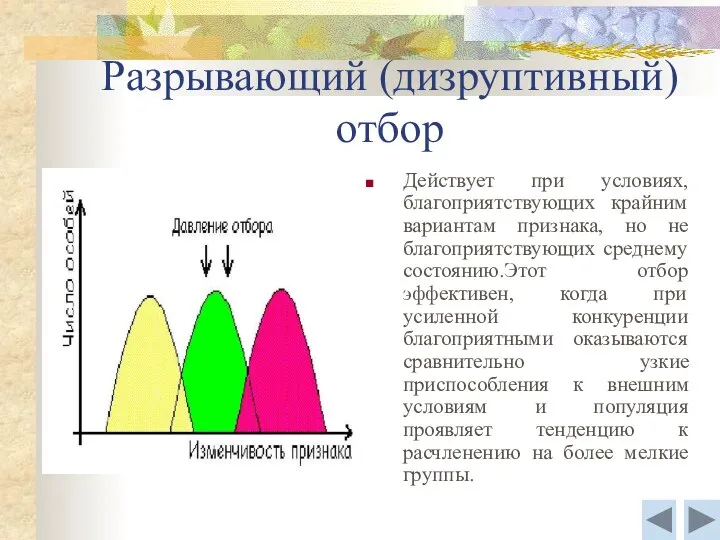 Разрывающий (дизруптивный) отбор Действует при условиях, благоприятствующих крайним вариантам признака, но не