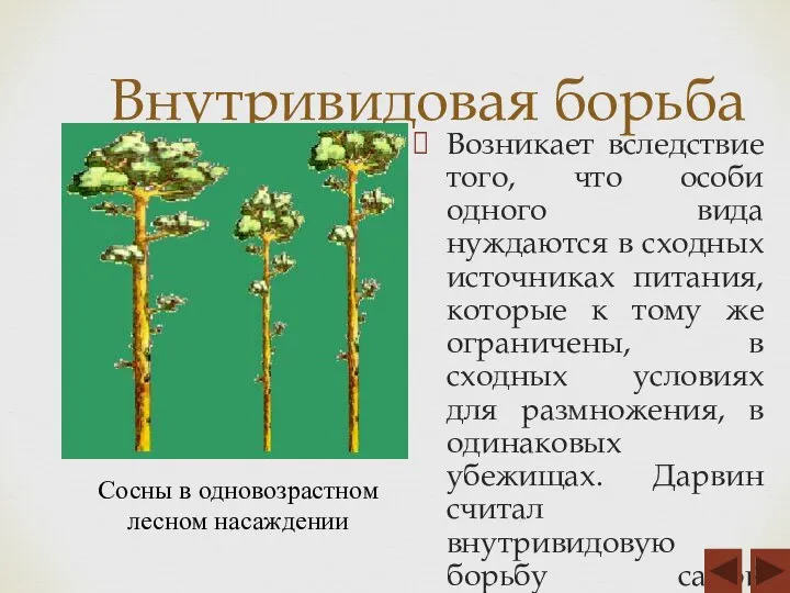 Внутривидовая борьба Возникает вследствие того, что особи одного вида нуждаются в сходных