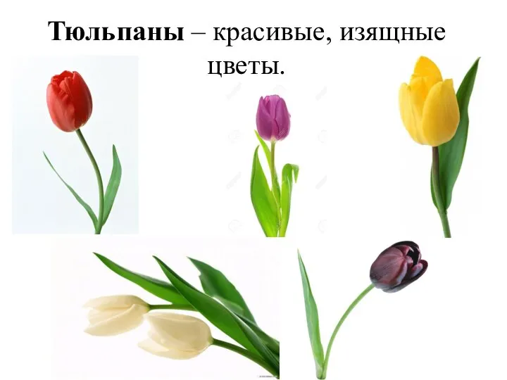 Тюльпаны – красивые, изящные цветы.