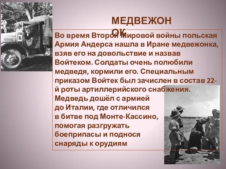 Во время Второй Мировой войны польская Армия Андерса нашла в Иране медвежонка,