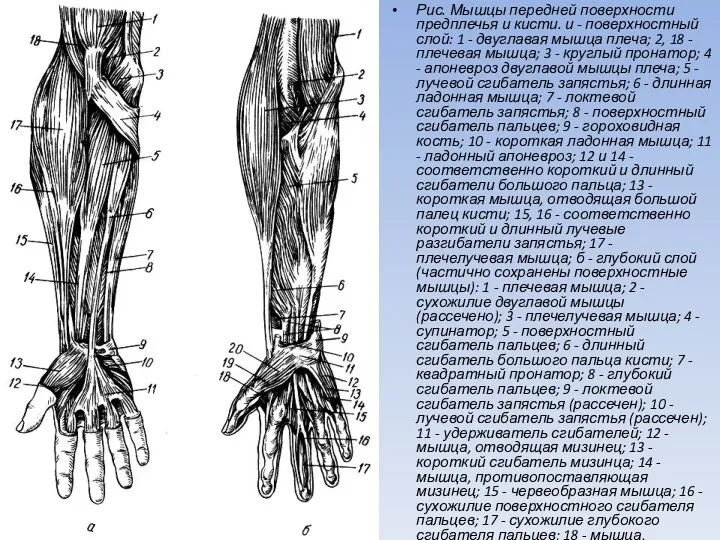 Рис. Мышцы передней поверхности предплечья и кисти. и - поверхностный слой: 1