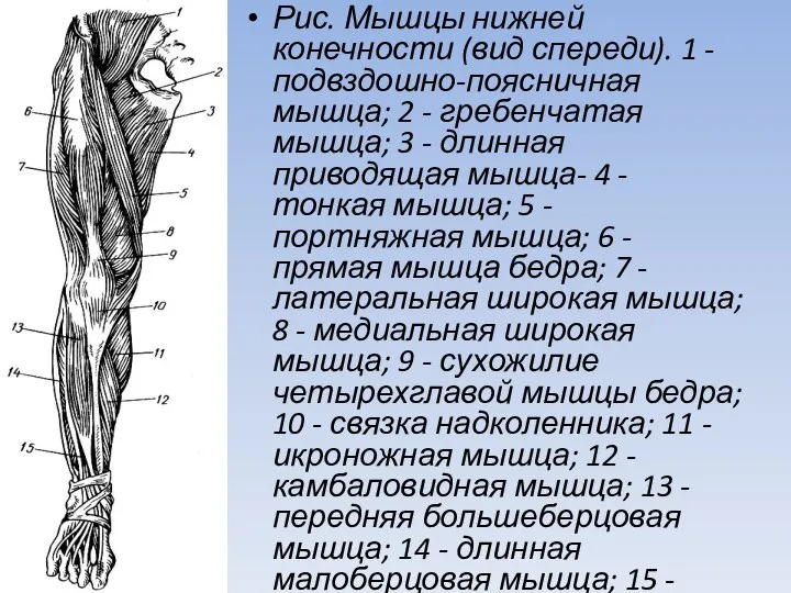 Рис. Мышцы нижней конечности (вид спереди). 1 - подвздошно-поясничная мышца; 2 -