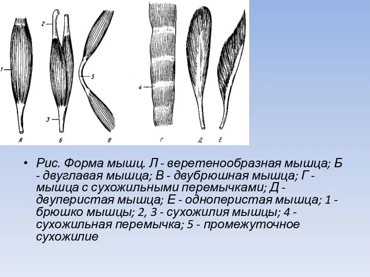 Рис. Форма мышц. Л - веретенообразная мышца; Б - двуглавая мышца; В