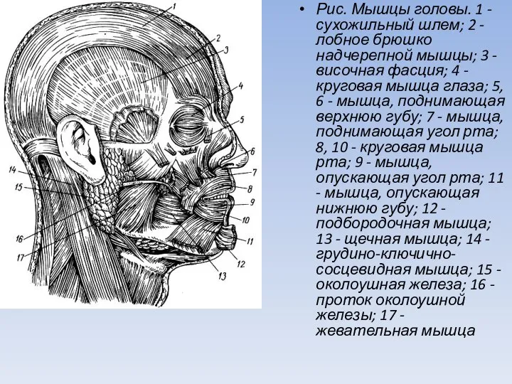 Рис. Мышцы головы. 1 - сухожильный шлем; 2 - лобное брюшко надчерепной