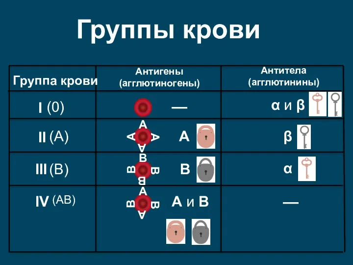 Группа крови I II III IV Антигены (агглютиногены) Антитела (агглютинины) — α