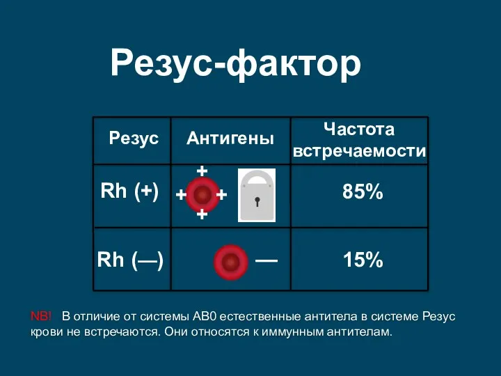 Rh (+) Rh (—) Резус Антигены — Частота встречаемости 85% 15% Резус-фактор