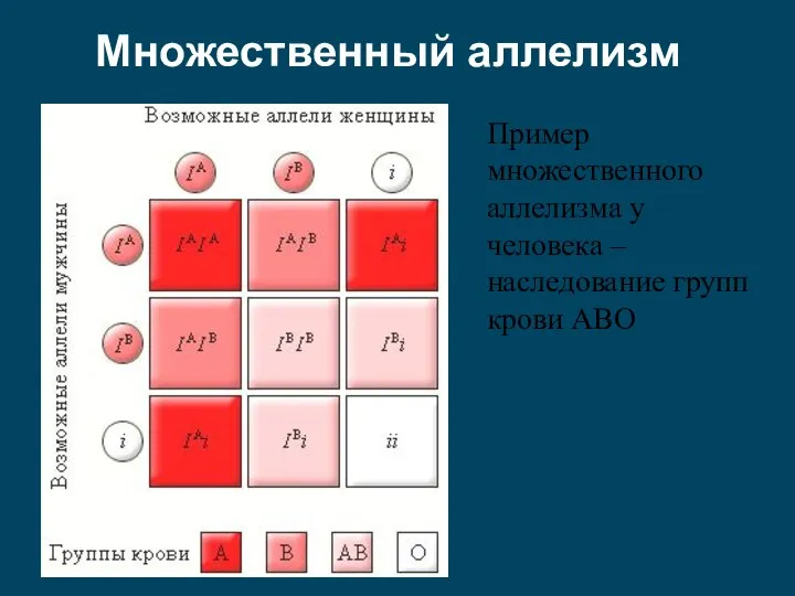 Пример множественного аллелизма у человека – наследование групп крови АВО Множественный аллелизм