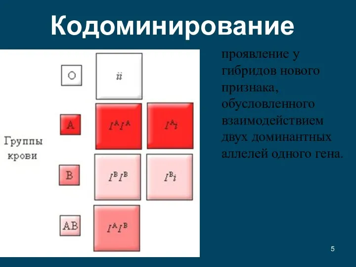 проявление у гибридов нового признака, обусловленного взаимодействием двух доминантных аллелей одного гена. Кодоминирование