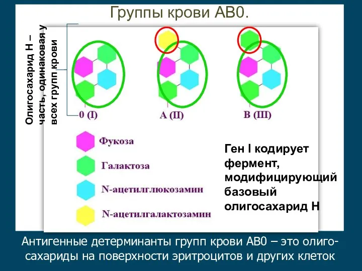 Антигенные детерминанты групп крови АВ0 – это олиго-сахариды на поверхности эритроцитов и