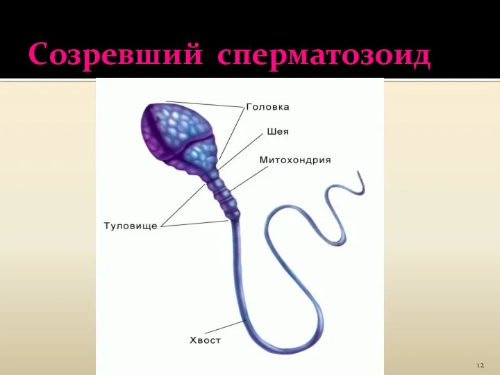 Созревший сперматозоид