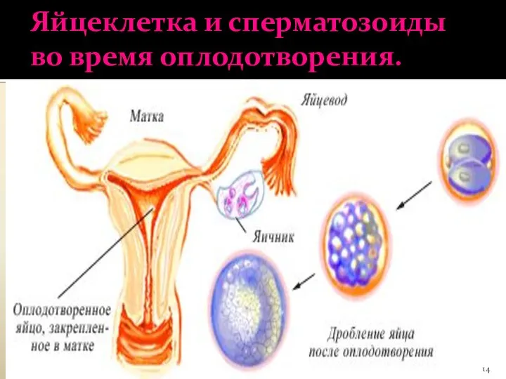 Яйцеклетка и сперматозоиды во время оплодотворения.