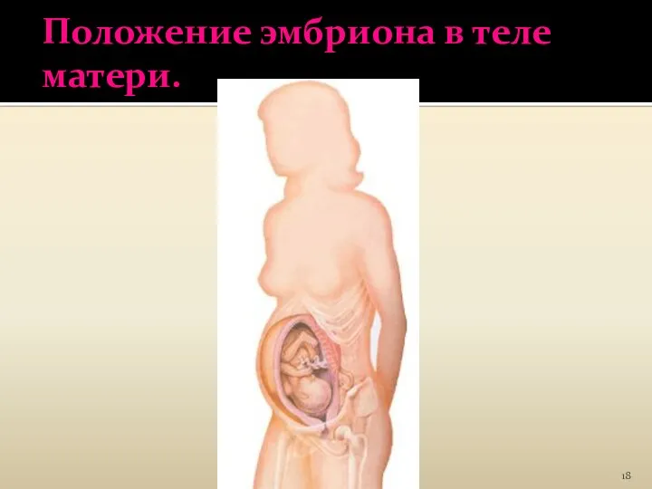 Положение эмбриона в теле матери.