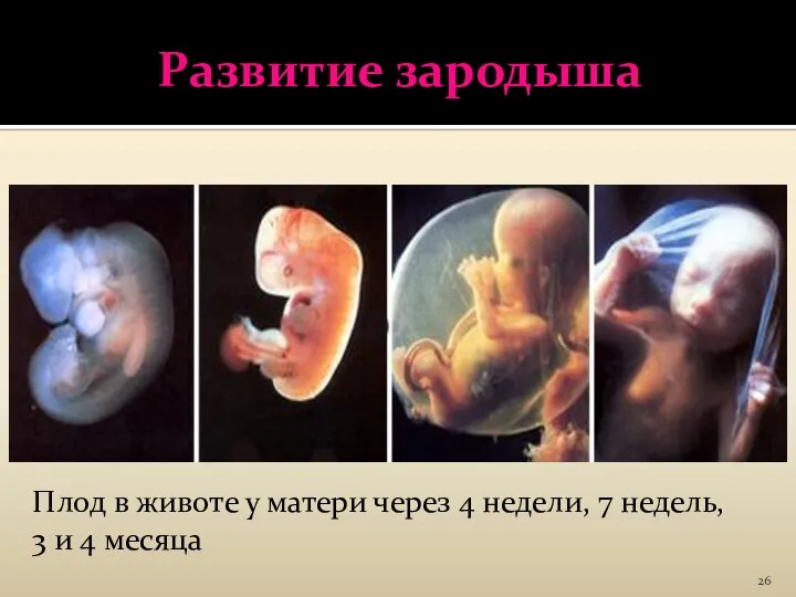 Развитие зародыша Ра Плод в животе у матери через 4 недели, 7