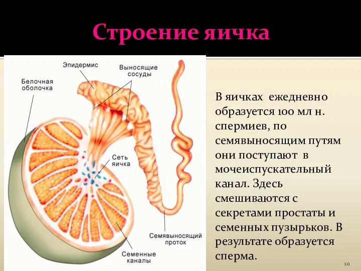 Строение яичка В яичках ежедневно образуется 100 мл н. спермиев, по семявыносящим