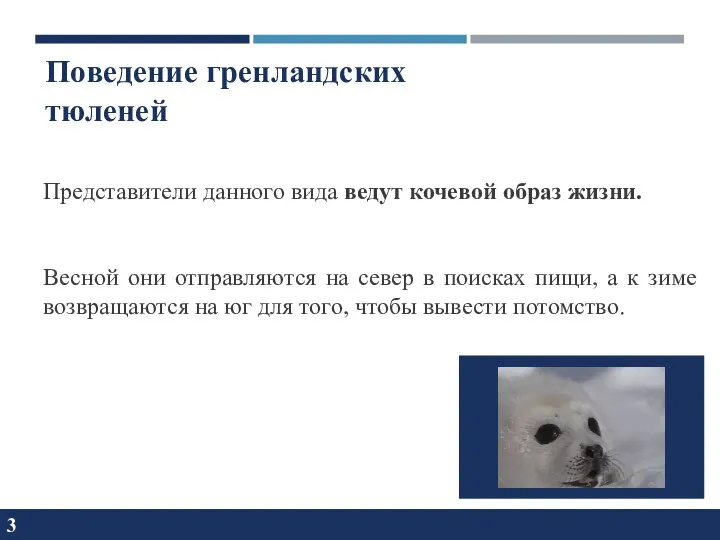 3 Поведение гренландских тюленей Представители данного вида ведут кочевой образ жизни. Весной