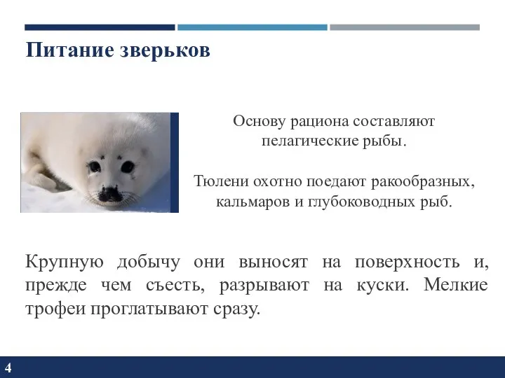 4 Основу рациона составляют пелагические рыбы. Тюлени охотно поедают ракообразных, кальмаров и