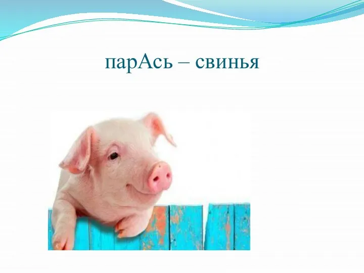 парАсь – свинья