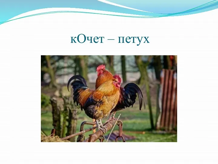 кОчет – петух