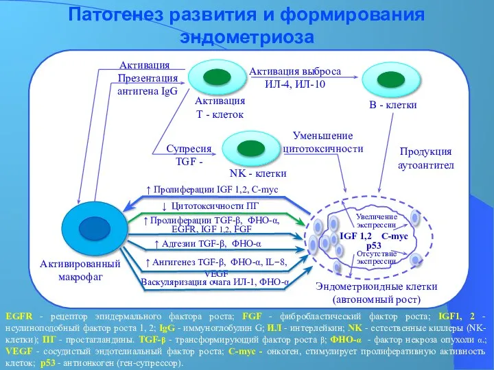 Патогенез развития и формирования эндометриоза EGFR - рецептор эпидермального фактора роста; FGF