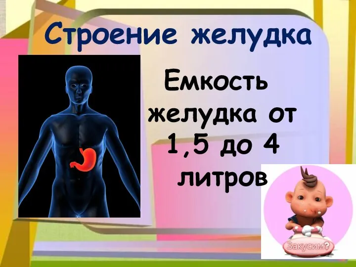 Строение желудка Емкость желудка от 1,5 до 4 литров