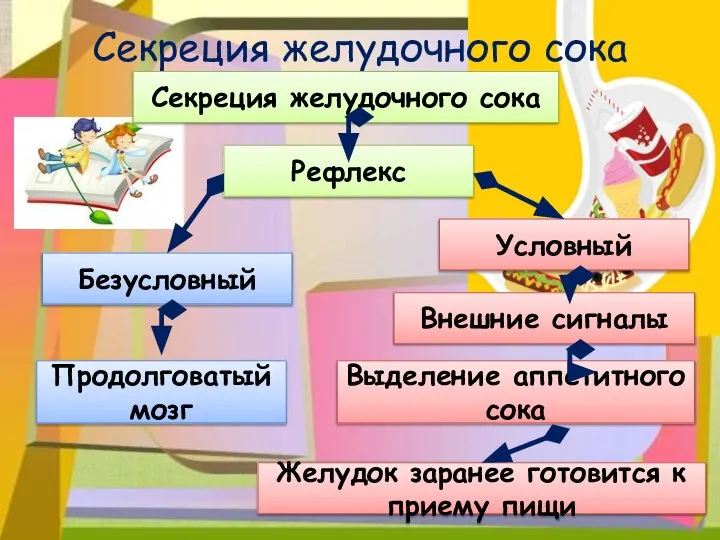 Секреция желудочного сока Секреция желудочного сока Безусловный Условный Рефлекс Продолговатый мозг Выделение