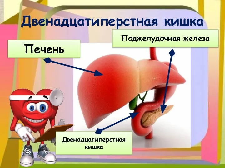 Двенадцатиперстная кишка Печень Поджелудочная железа Двенадцатиперстная кишка