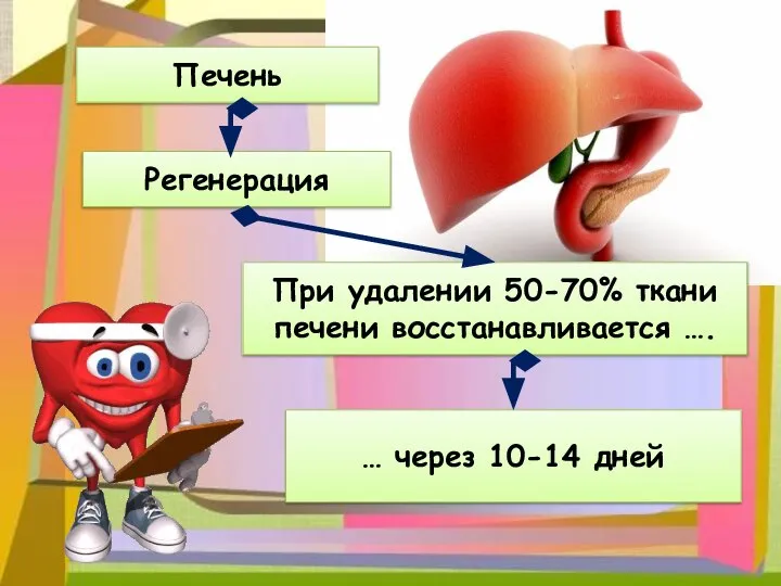 Печень Регенерация При удалении 50-70% ткани печени восстанавливается …. … через 10-14 дней