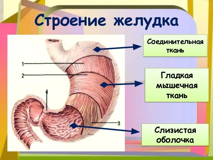 Строение желудка Слизистая оболочка Гладкая мышечная ткань Соединительная ткань