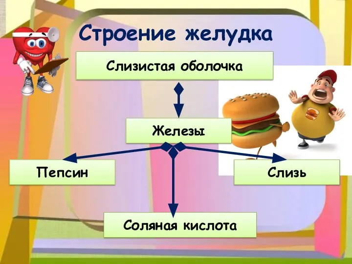 Строение желудка Слизистая оболочка Железы Пепсин Соляная кислота Слизь