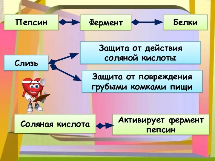 Пепсин Белки Фермент Слизь Защита от действия соляной кислоты Защита от повреждения