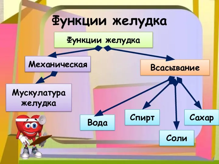 Функции желудка Функции желудка Мускулатура желудка Механическая Всасывание Вода Сахар Соли Спирт