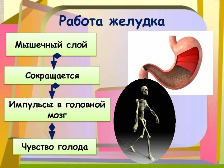 Работа желудка Мышечный слой Сокращается Импульсы в головной мозг Чувство голода