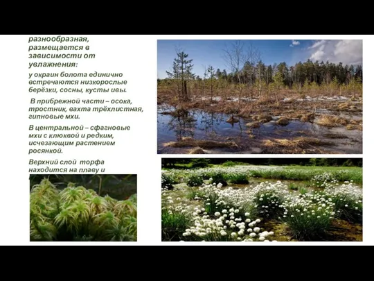 Растительность болота разнообразная, размещается в зависимости от увлажнения: у окраин болота единично