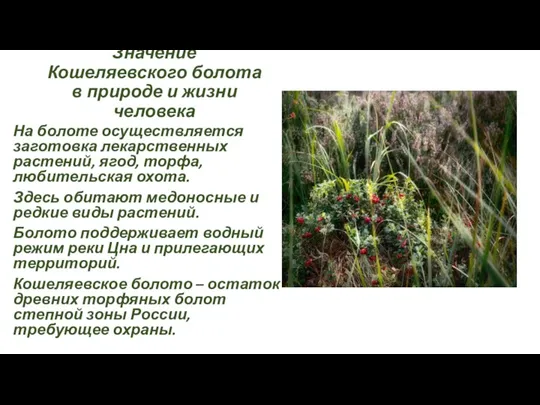 Значение Кошеляевского болота в природе и жизни человека На болоте осуществляется заготовка