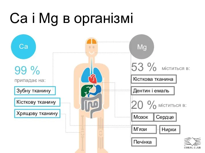 Ca і Mg в організмі 99 % Зубну тканину Хрящову тканину Кісткову