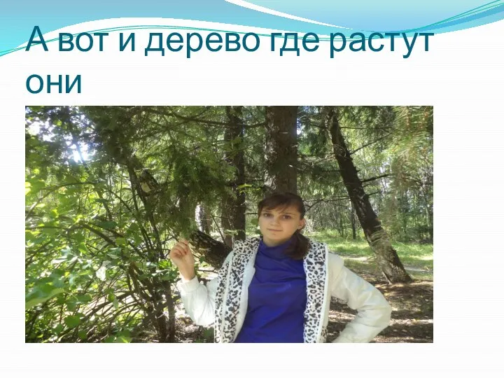 А вот и дерево где растут они