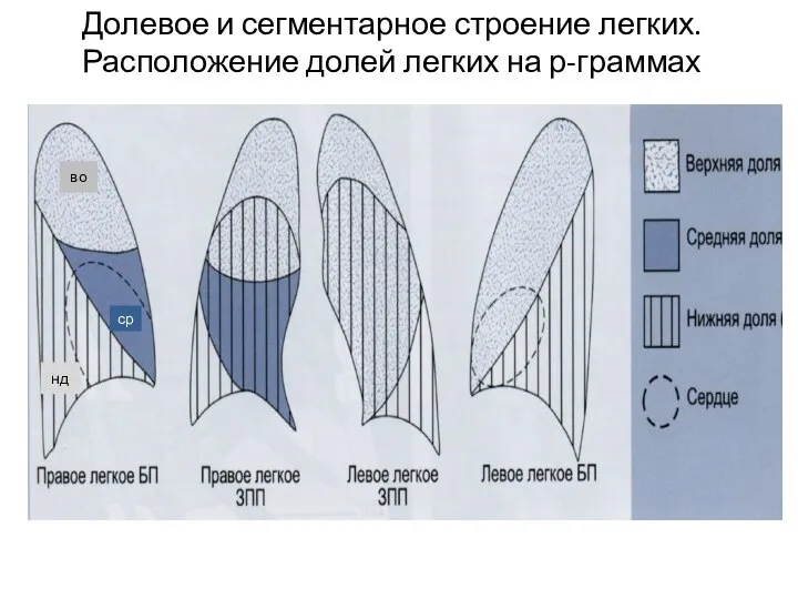 Долевое и сегментарное строение легких. Расположение долей легких на р-граммах во ср нд