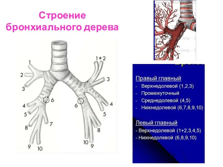 Строение бронхиального дерева