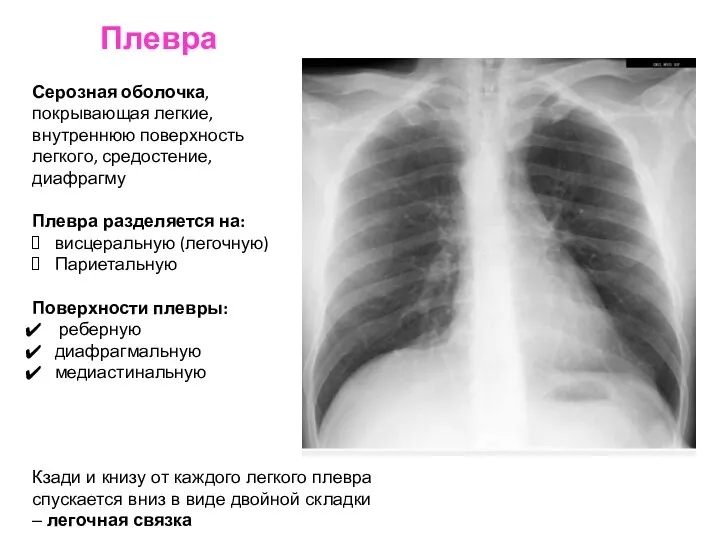 Плевра Серозная оболочка, покрывающая легкие, внутреннюю поверхность легкого, средостение, диафрагму Плевра разделяется